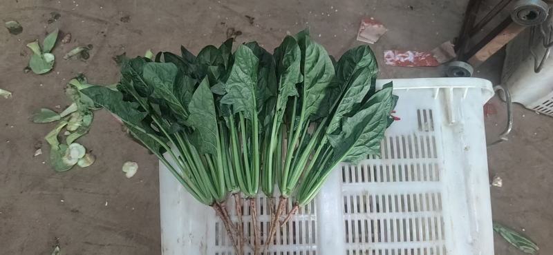 小叶菠菜绿杆