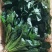 小叶菠菜绿杆