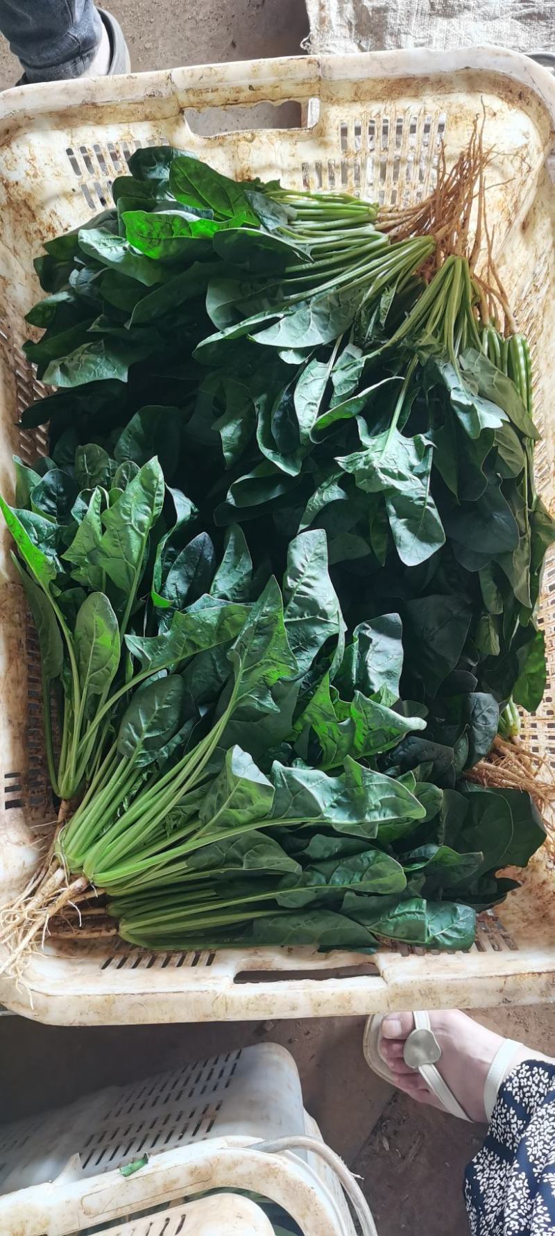 小叶菠菜绿杆