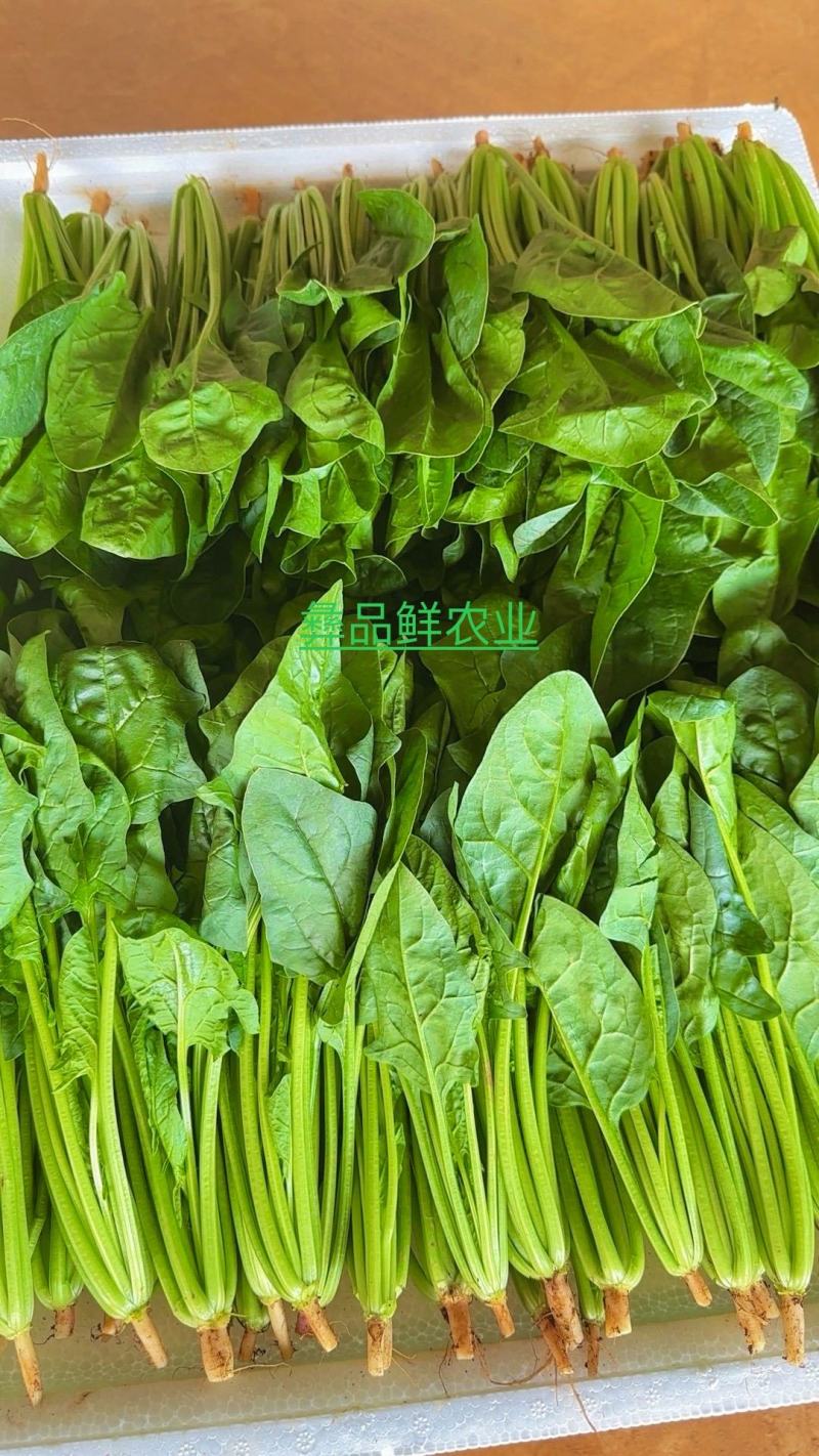 小叶菠菜绿杆