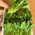 小叶菠菜绿杆