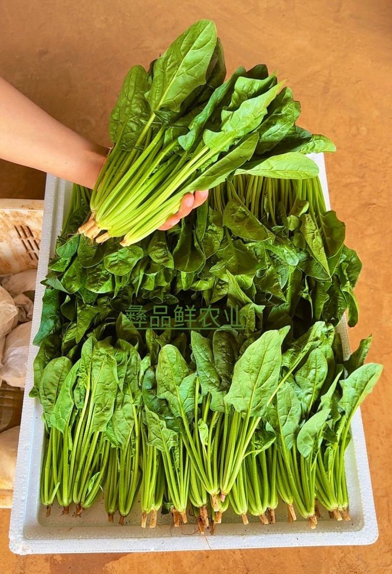 小叶菠菜绿杆