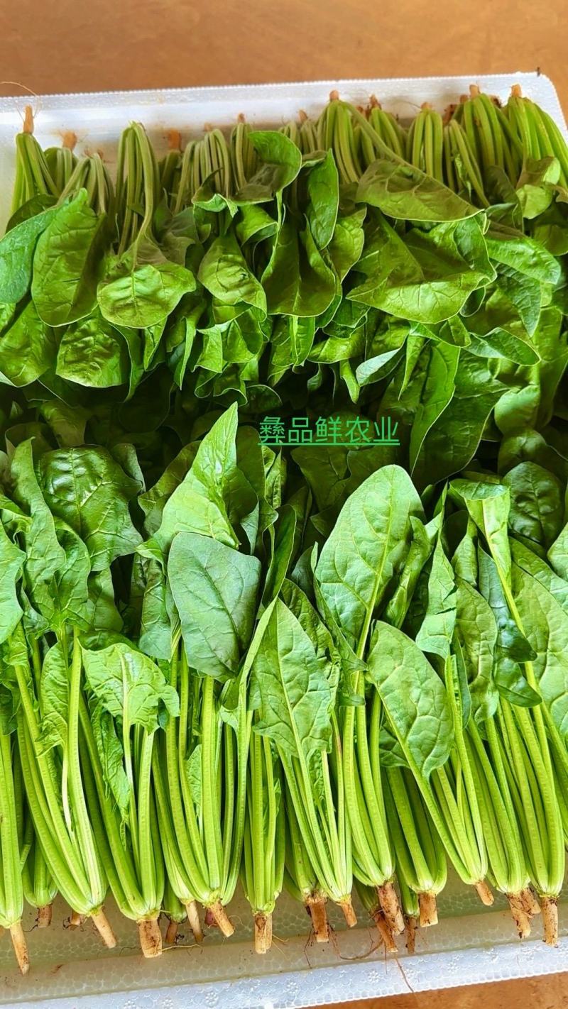 小叶菠菜绿杆