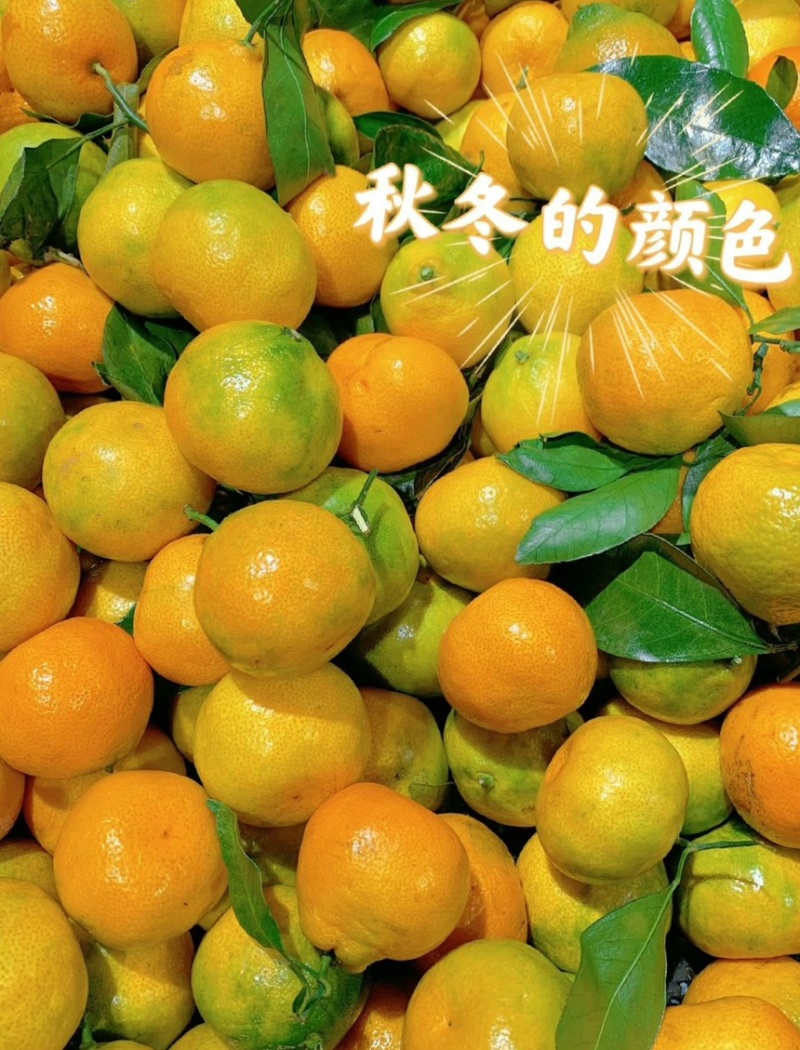云南高山蜜橘口感纯甜皮薄肉厚无核无籽清甜化渣