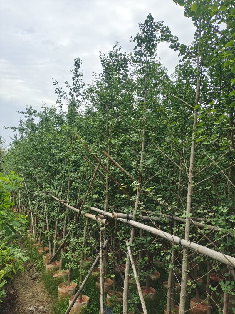 大量5-6公分银杏树袋苗