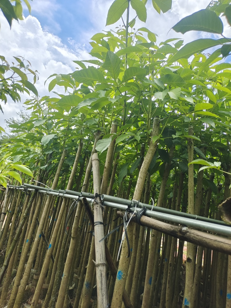 4-12分红花风铃木基地直发品质保证一手货源量大