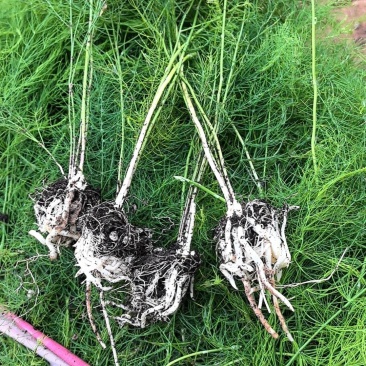 杂交一代芦笋苗
