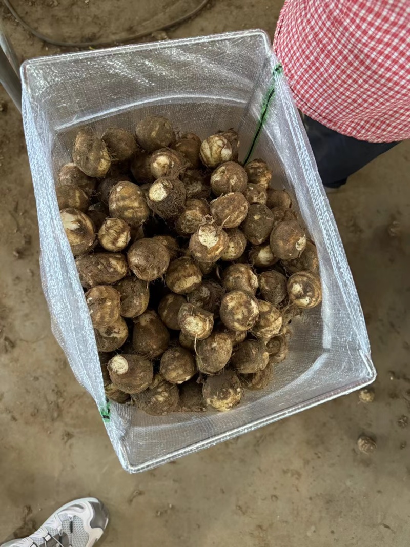 山东优质毛芋头大量上市，品质优良支持电商