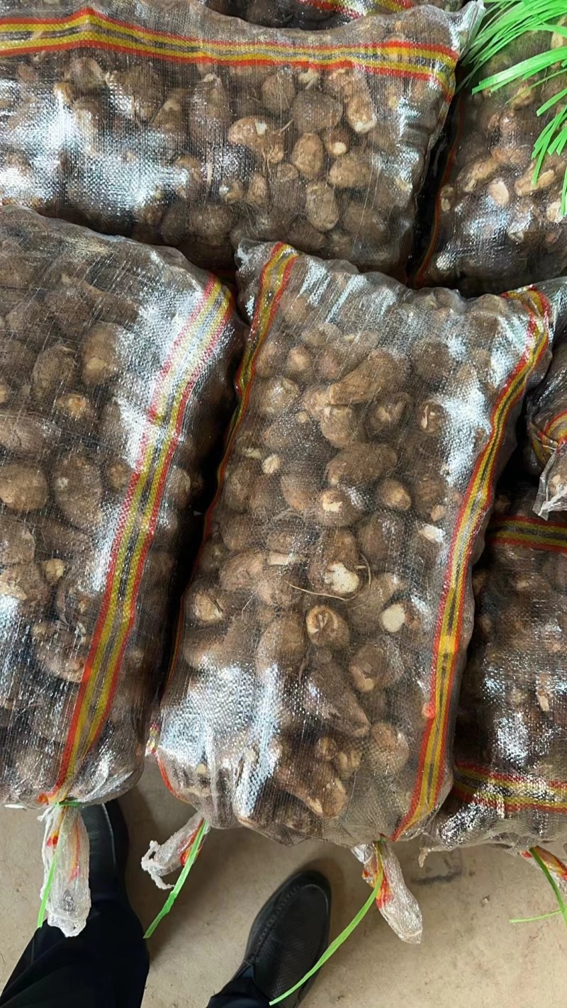 山东优质毛芋头大量上市，品质优良支持电商