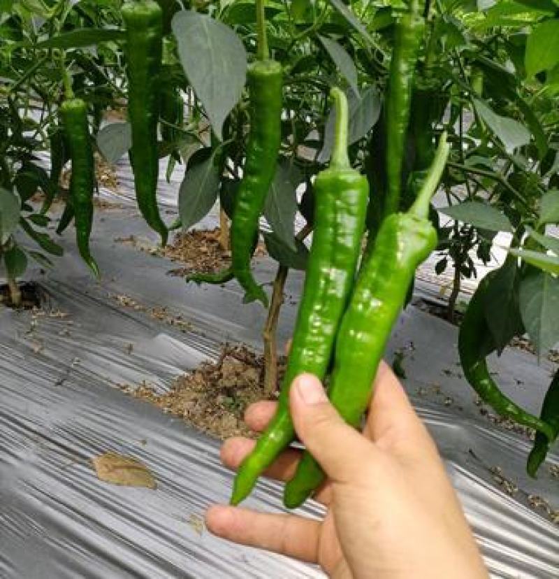 优质55号中辣价格美丽大量走车，保质保量欢迎收购