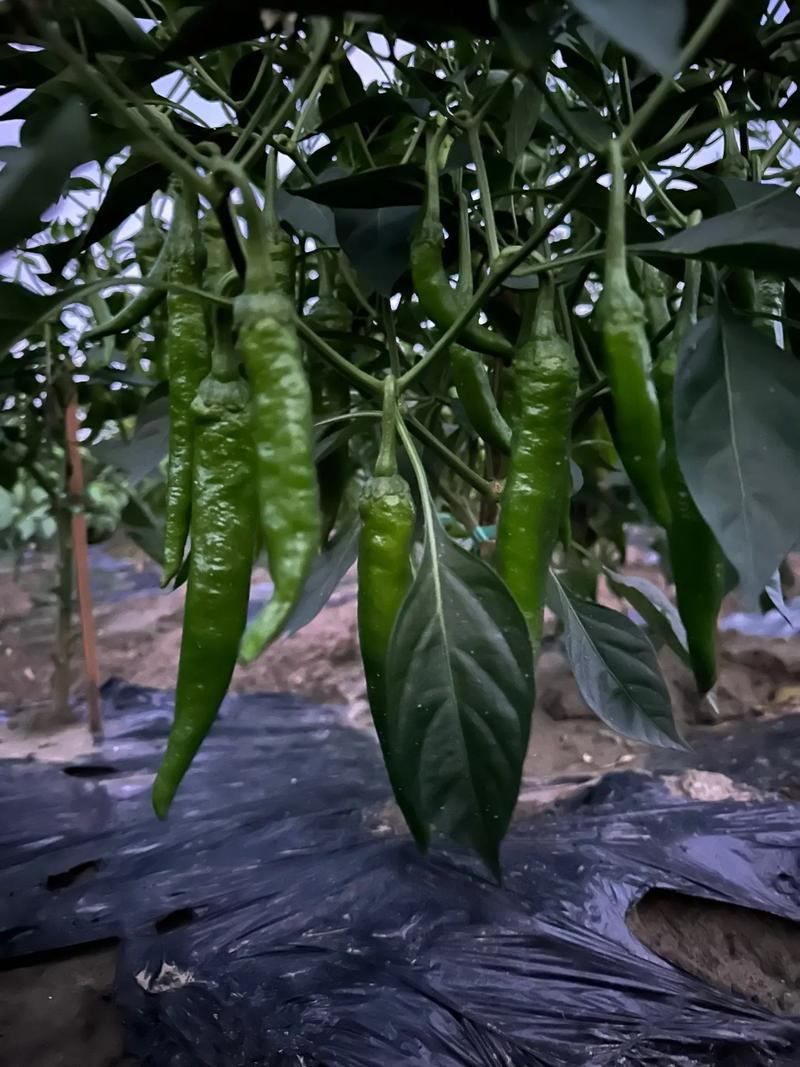 优质55号中辣价格美丽大量走车，保质保量欢迎收购