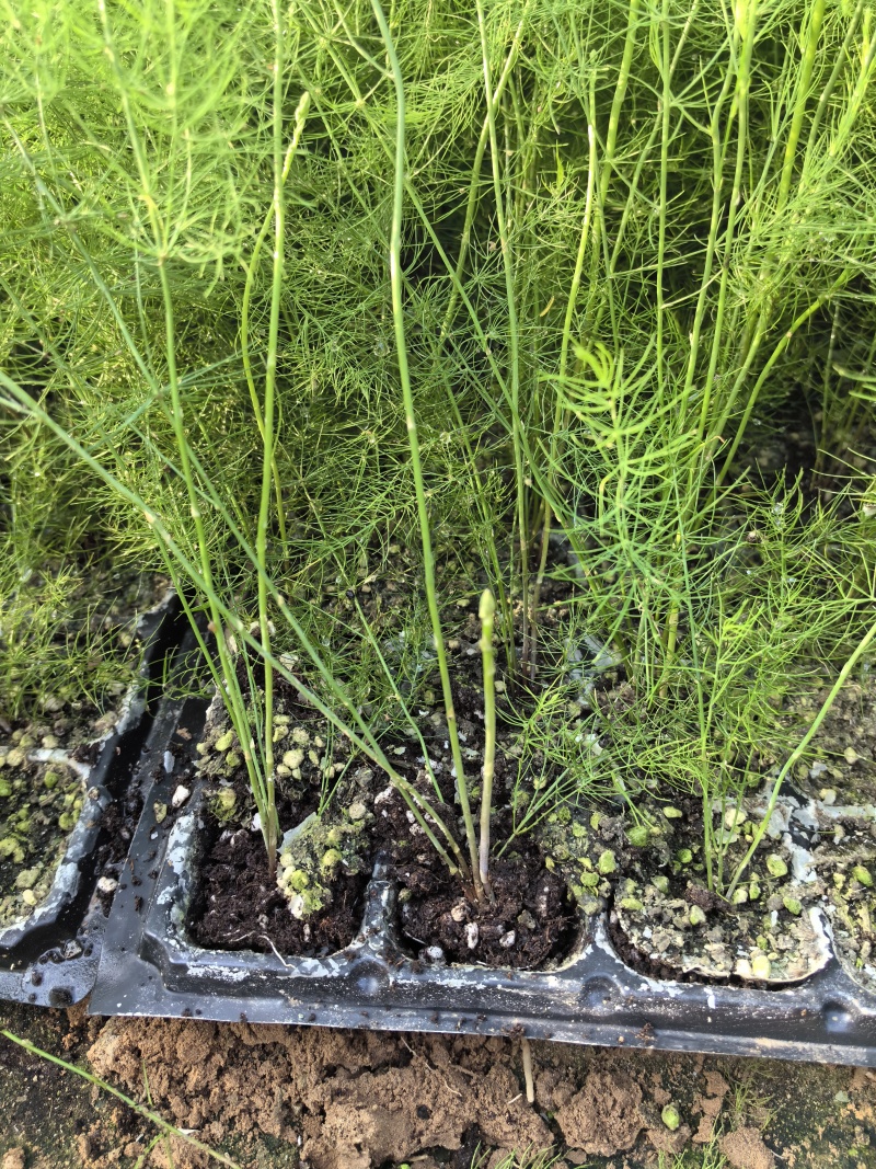 杂交一代芦笋苗