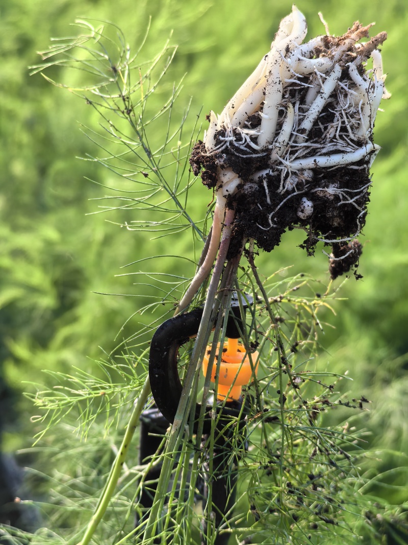 杂交一代芦笋苗