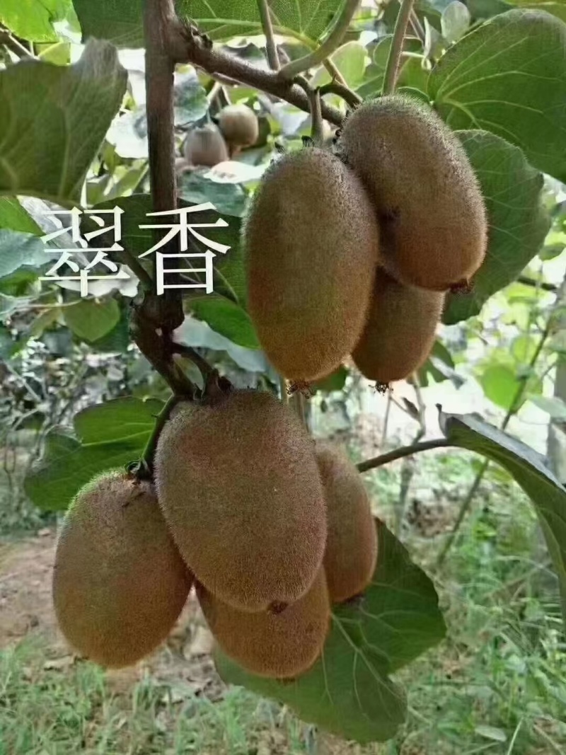 陕西周至猕猴桃之乡，翠香，纯甜无酸，口感相当，核心产区