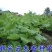 云木香种子籽苗种籽种孑庭院中药材种植木香国产夏季多年生