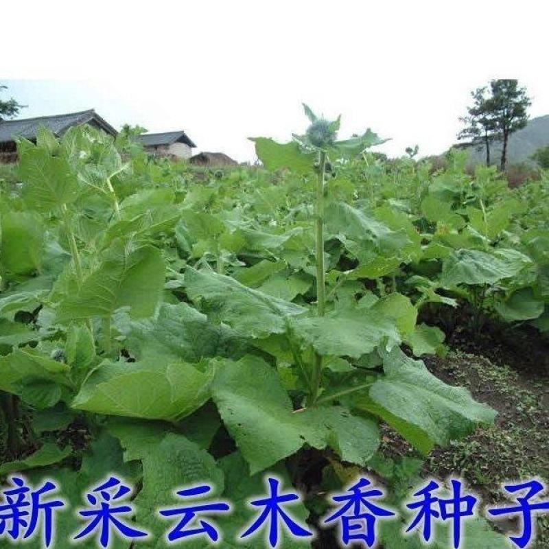云木香种子籽苗种籽种孑庭院中药材种植木香国产夏季多年生