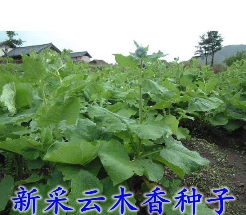云木香种子籽苗种籽种孑庭院中药材种植木香国产夏季多年生