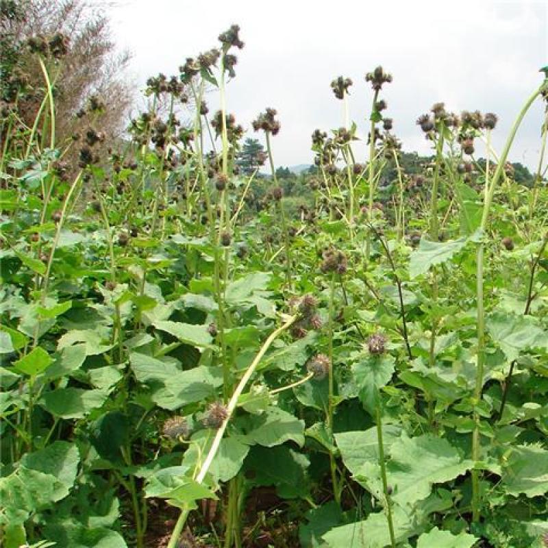 云木香种子籽苗种籽种孑庭院中药材种植木香国产夏季多年生