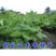 云木香种子籽苗种籽种孑庭院中药材种植木香国产夏季多年生