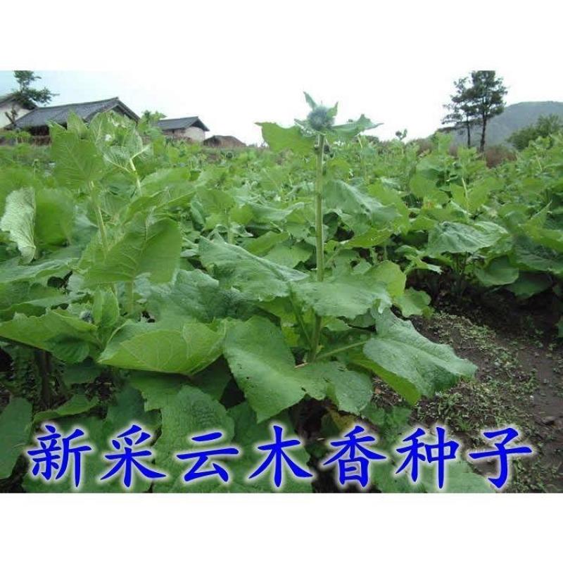 云木香种子籽苗种籽种孑庭院中药材种植木香国产夏季多年生