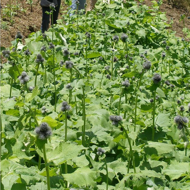 云木香种子籽苗种籽种孑庭院中药材种植木香国产夏季多年生