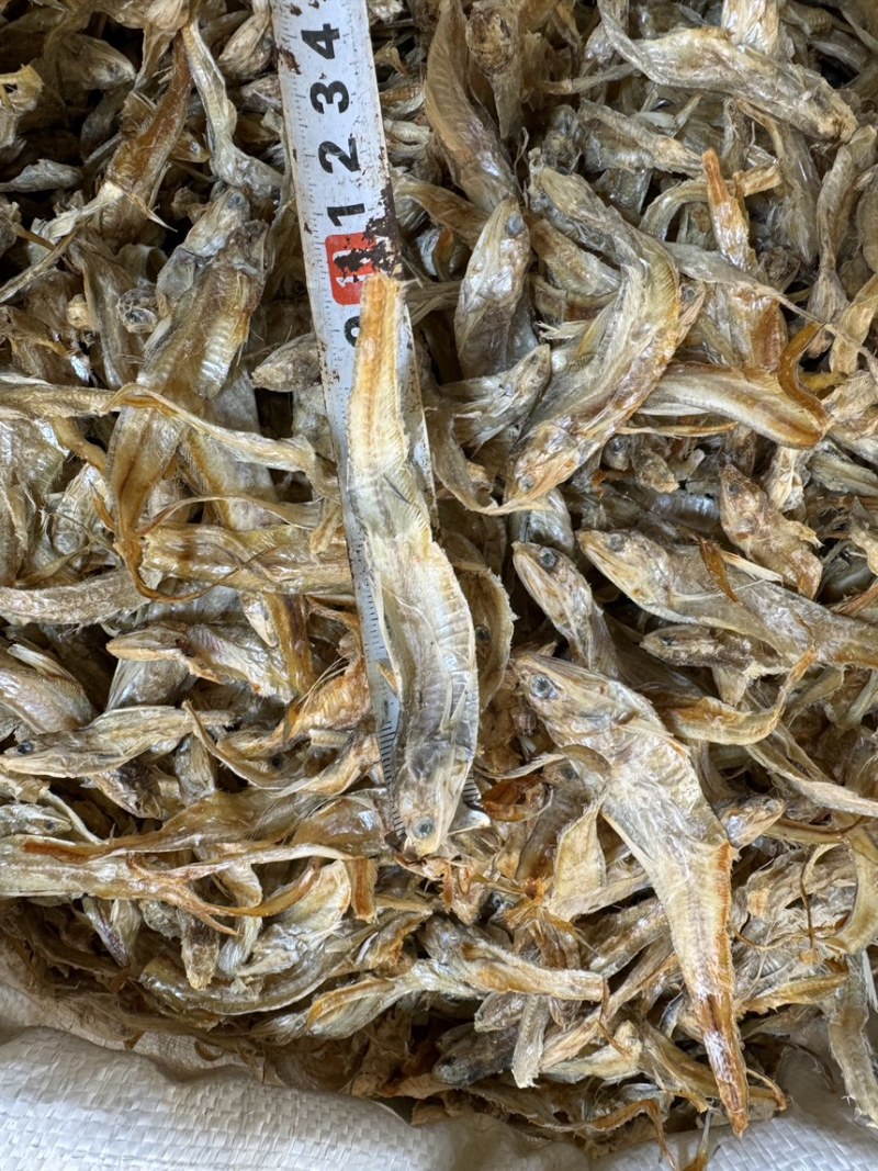 毛刀鱼毛花鱼凤尾鱼干度好10成