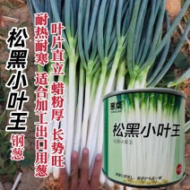 松黑小叶王大葱种子山东铁杆大葱种子耐寒耐热钢葱种子
