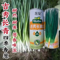 吉秀长青小香葱种子四季小香葱种子耐热耐寒正宗钢葱种子