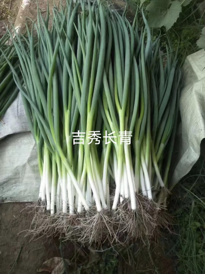 吉秀长青小香葱种子四季小香葱种子耐热耐寒正宗钢葱种子