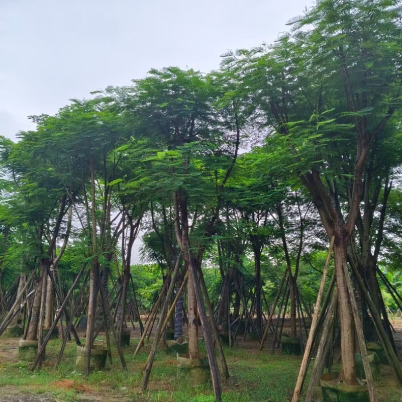 大骨架红花楹树18～25公分产地直发规格齐全质量优质