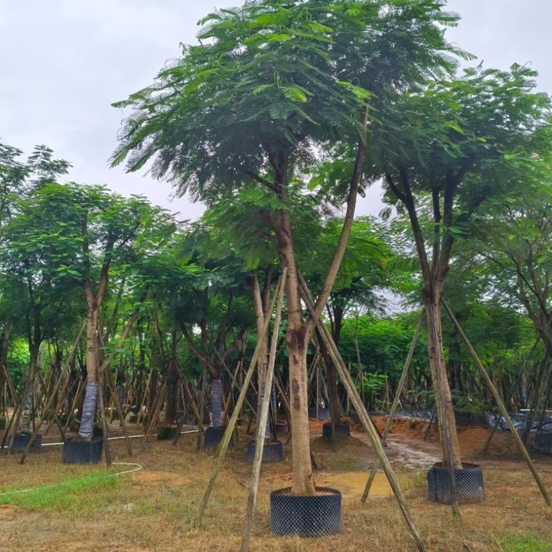 大骨架红花楹树18～25公分产地直发规格齐全质量优质