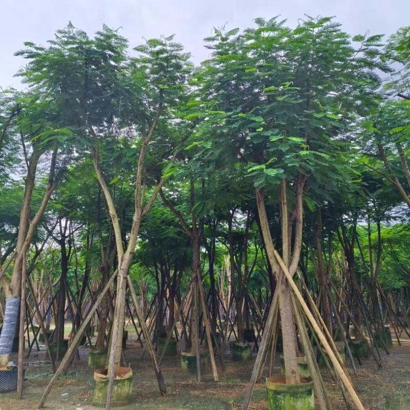 大骨架红花楹树18～25公分产地直发规格齐全质量优质