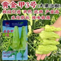 黄金甲3号小米辣种子新品种特辣大果泡椒种子大号辣椒种籽