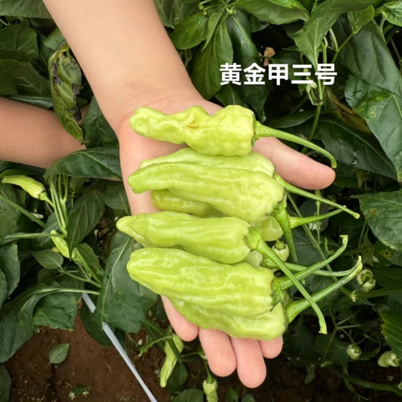 黄金甲3号小米辣种子新品种特辣大果泡椒种子大号辣椒种籽