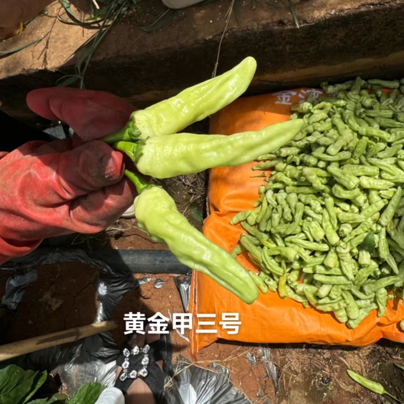 黄金甲3号小米辣种子新品种特辣大果泡椒种子大号辣椒种籽