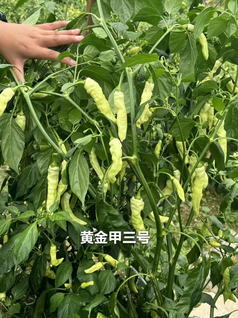 黄金甲3号小米辣种子新品种特辣大果泡椒种子大号辣椒种籽
