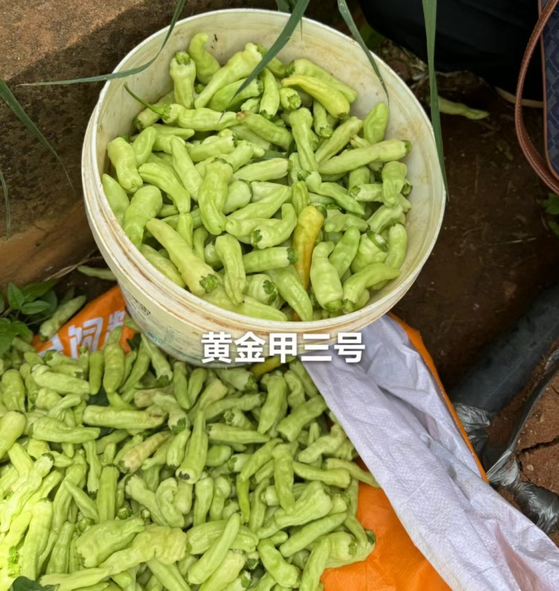 黄金甲3号小米辣种子新品种特辣大果泡椒种子大号辣椒种籽