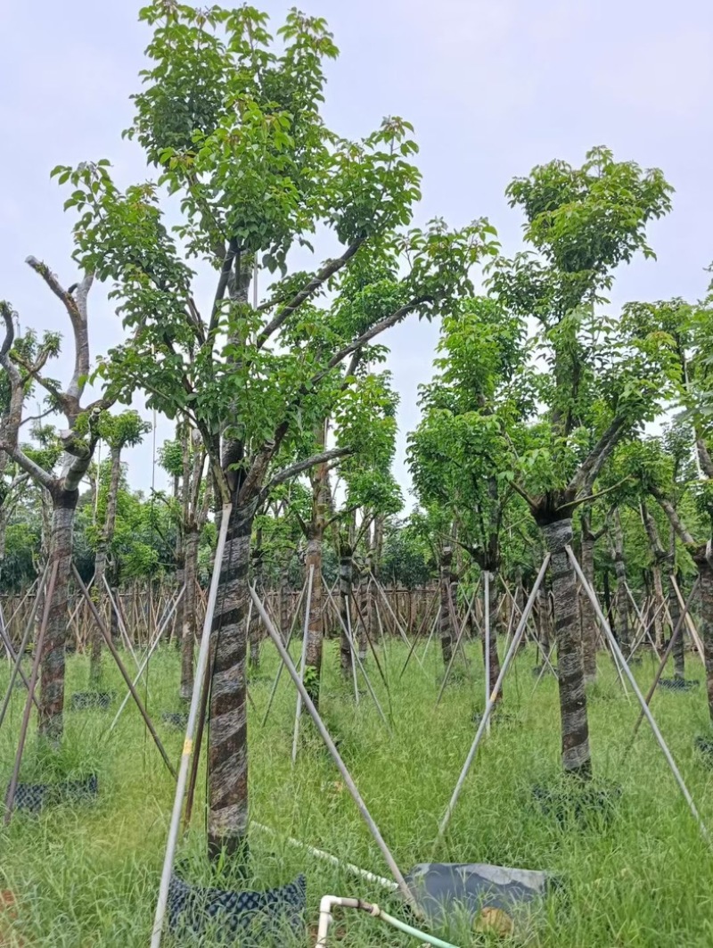 骨架重阳木12～20公分产地直发规格齐全质量优质