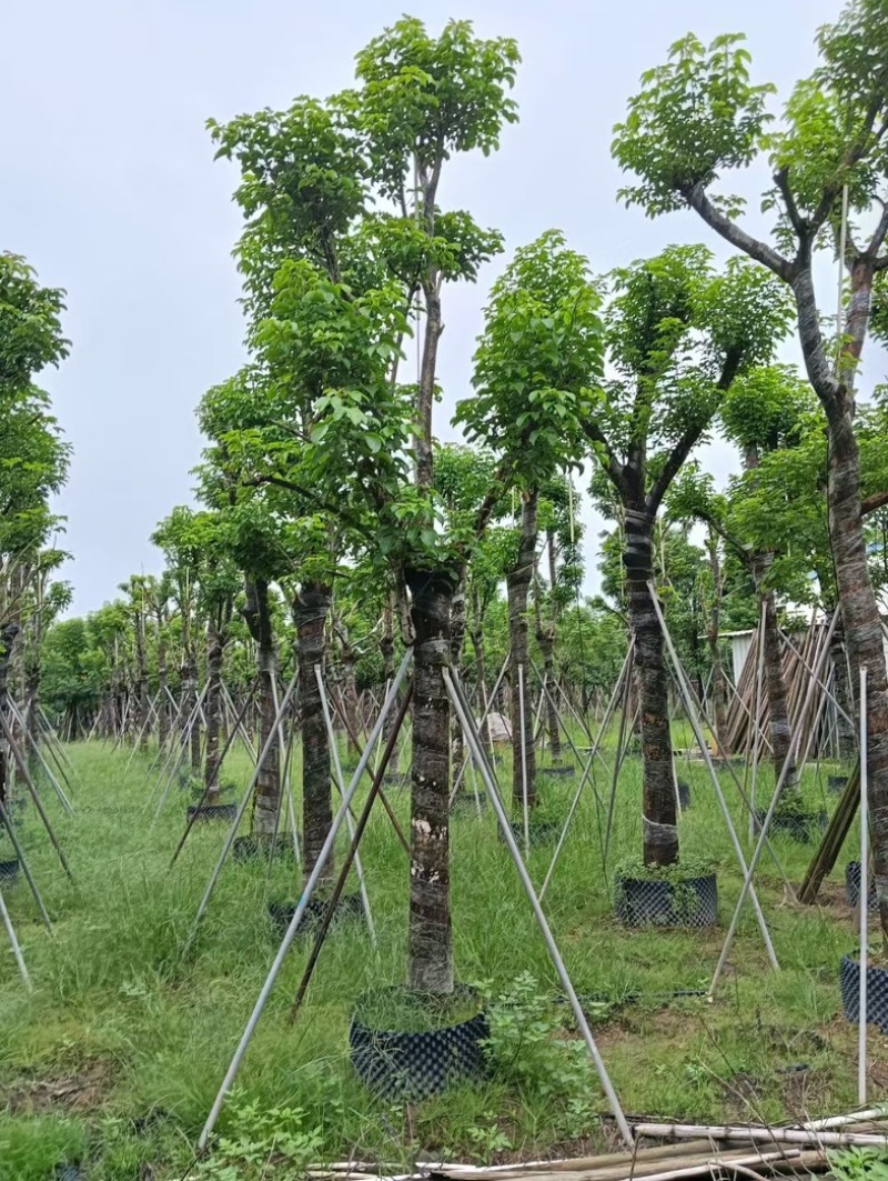 骨架重阳木12～20公分产地直发规格齐全质量优质