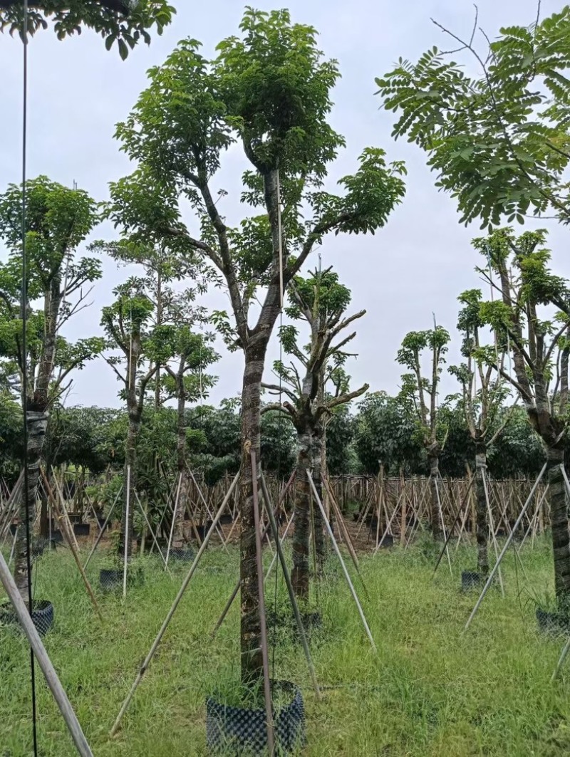 骨架重阳木12～20公分产地直发规格齐全质量优质