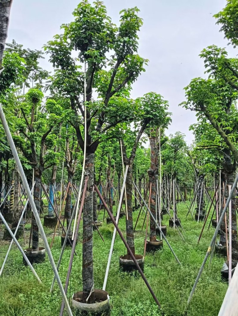 骨架重阳木12～20公分产地直发规格齐全质量优质