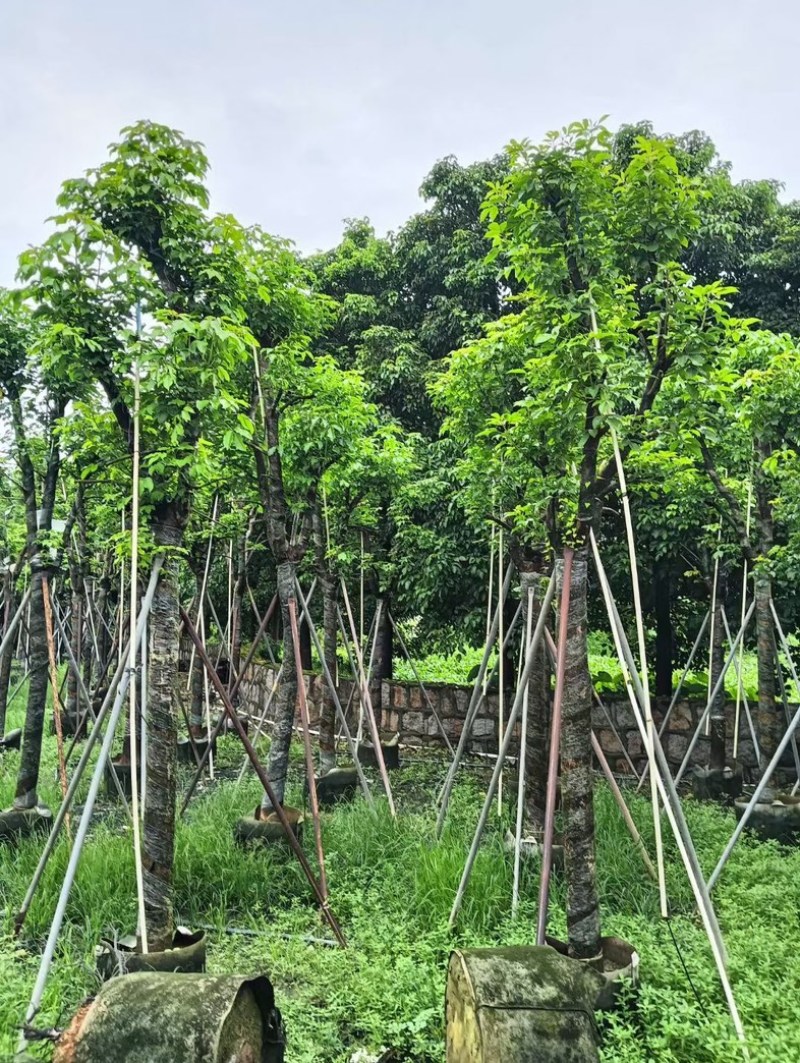 骨架重阳木12～20公分产地直发规格齐全质量优质