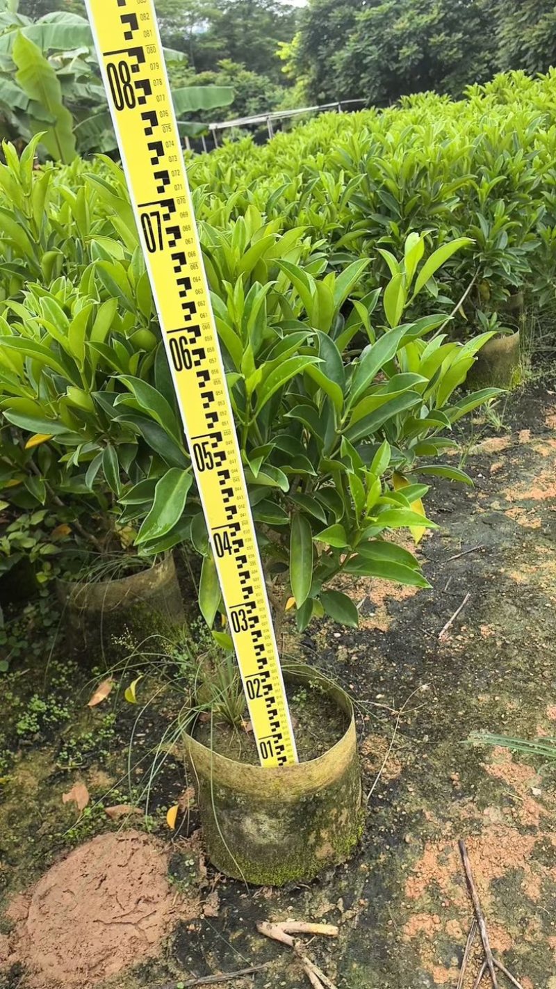 灰莉70～2米产地直发规格齐全质量优质