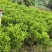 灰莉70～2米产地直发规格齐全质量优质