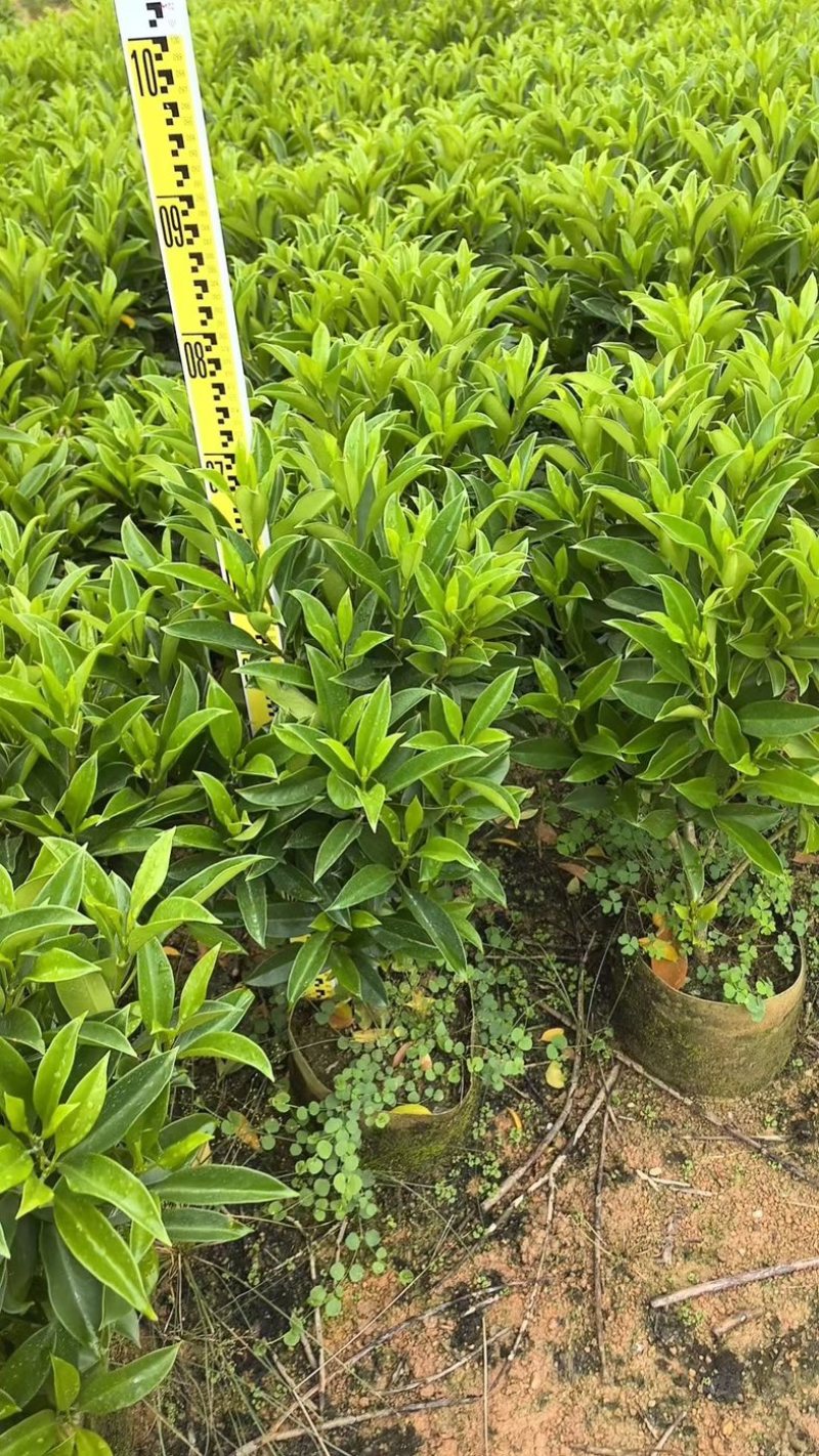 灰莉70～2米产地直发规格齐全质量优质