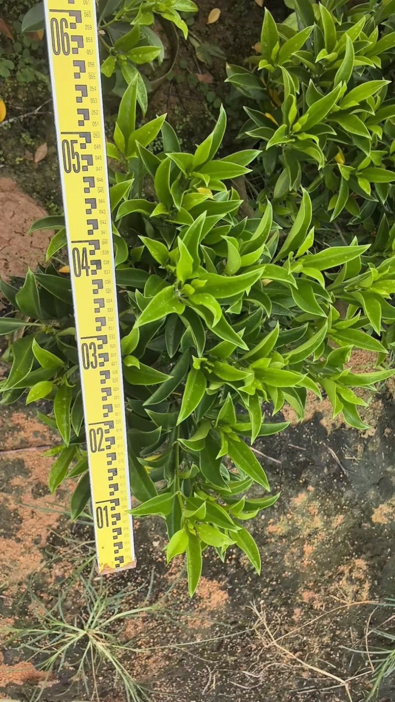 灰莉70～2米产地直发规格齐全质量优质