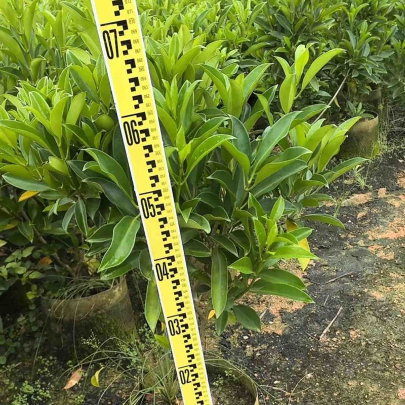 灰莉70～2米产地直发规格齐全质量优质