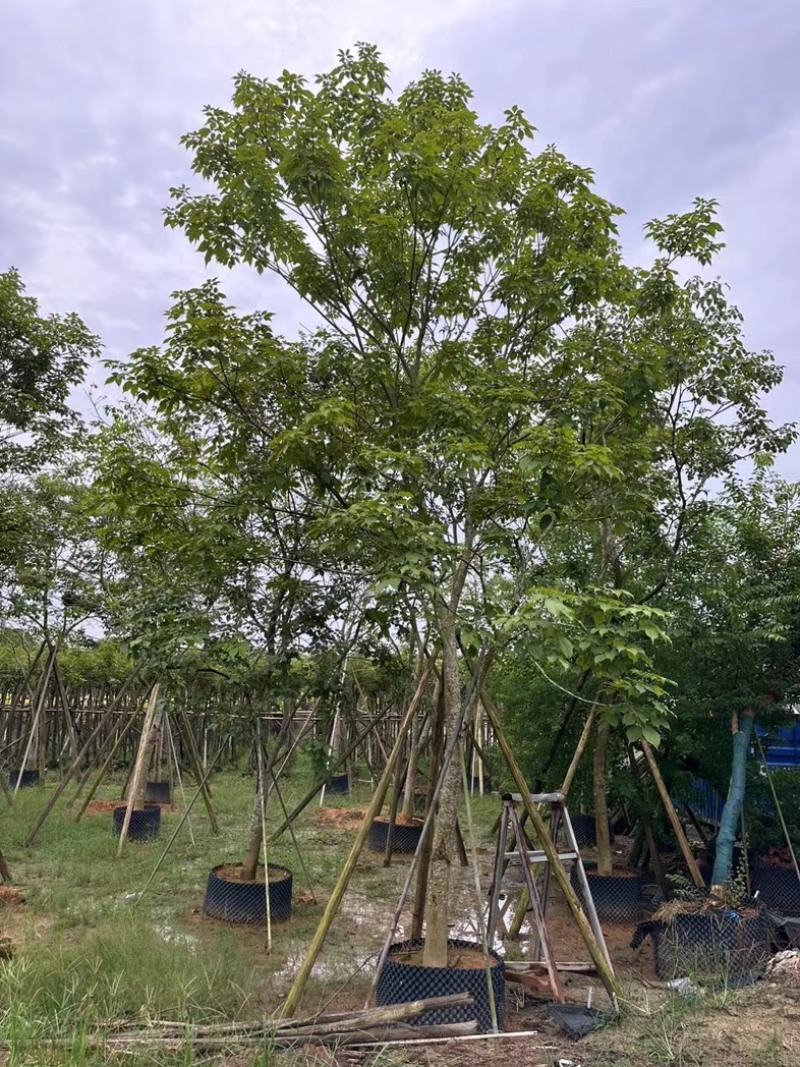 全冠紫花风铃木10～15公分产地直发规格齐全质量优质