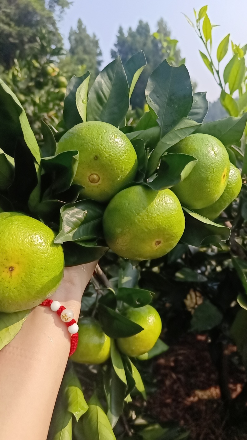 四川早熟蜜桔开始上色了，一手货源，品质保证，量大从优