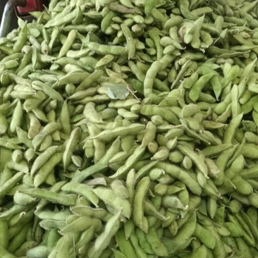 绿宝石毛豆大量供应，基地直发，价格从优，质量好